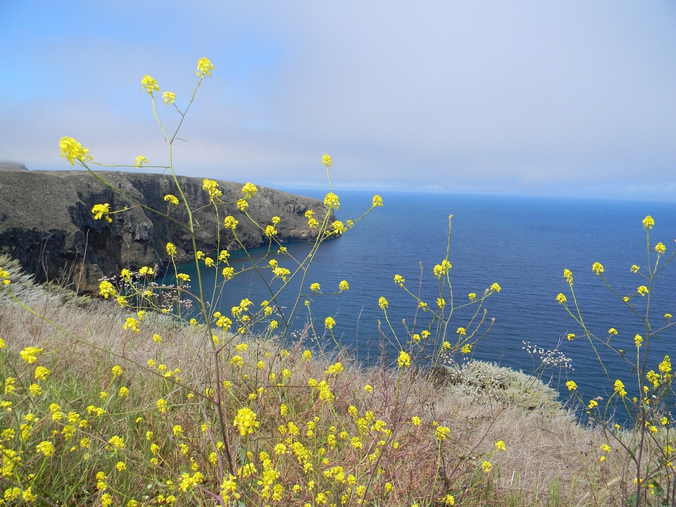 Seashore with Yellow Flowers at Channel Islands National Park, California