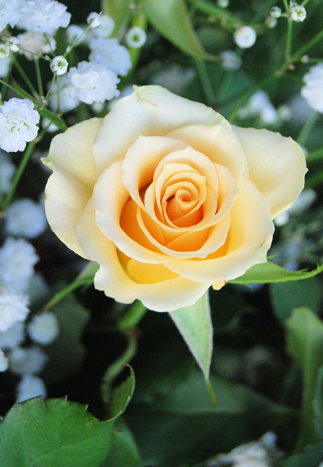 Romantic garden flower