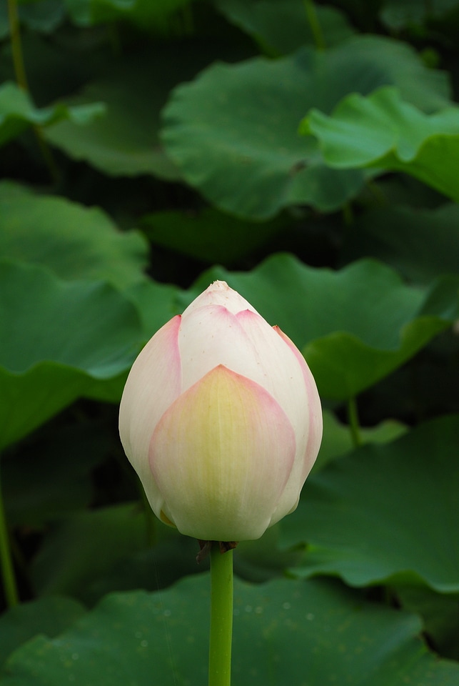 Water lily buddha plant