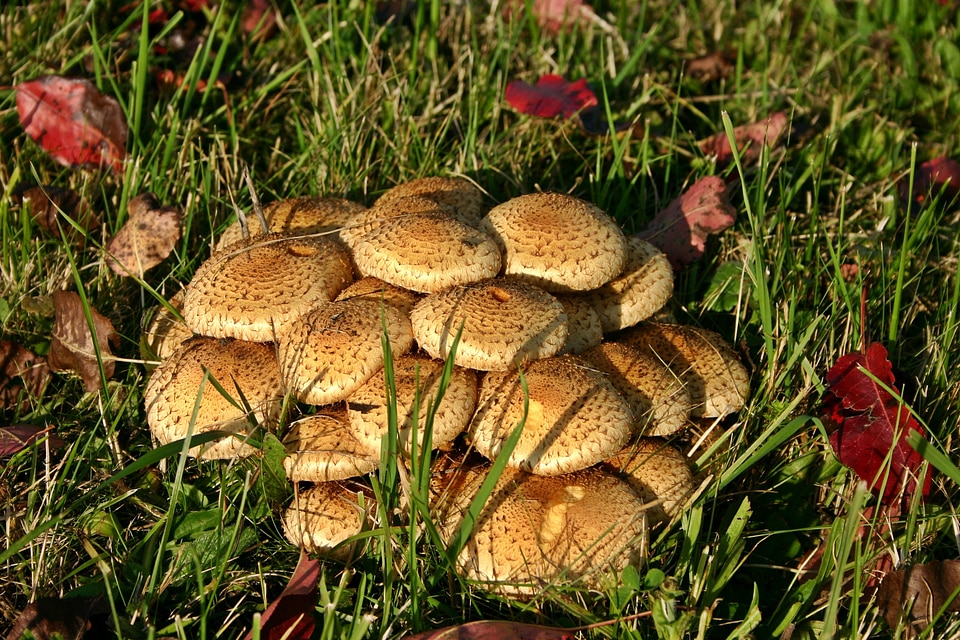 Meadow autumn plant
