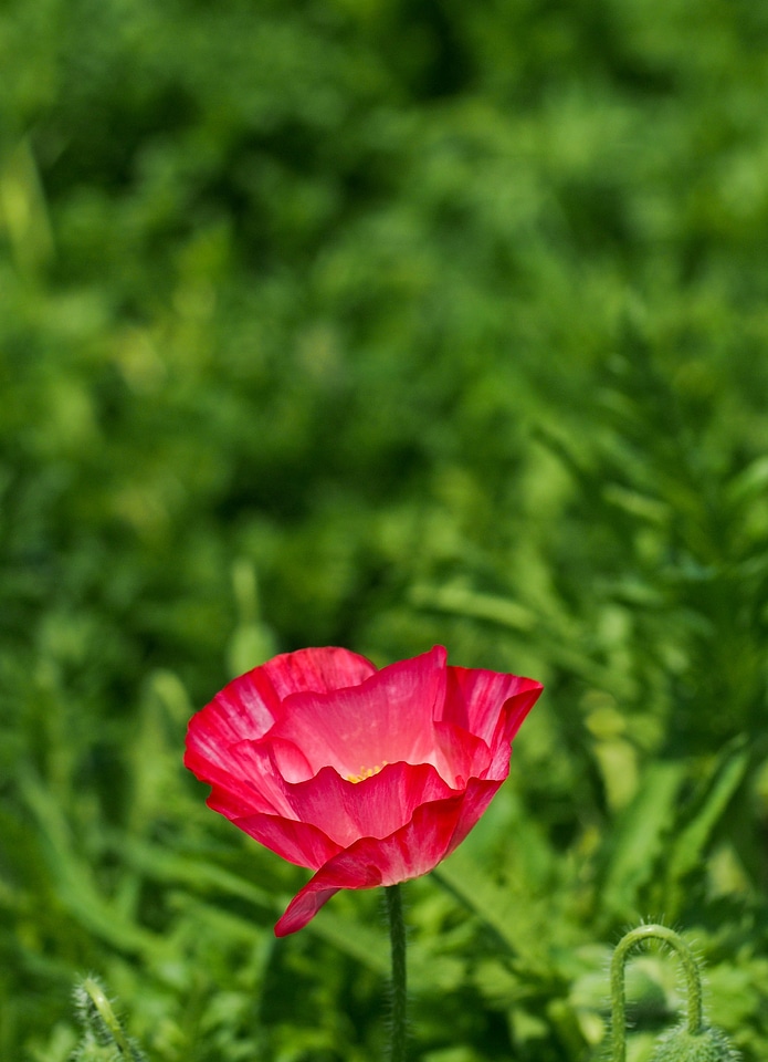 Natural field landscape