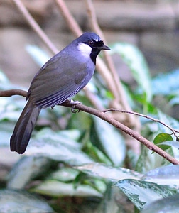 Wings feather wildlife photo