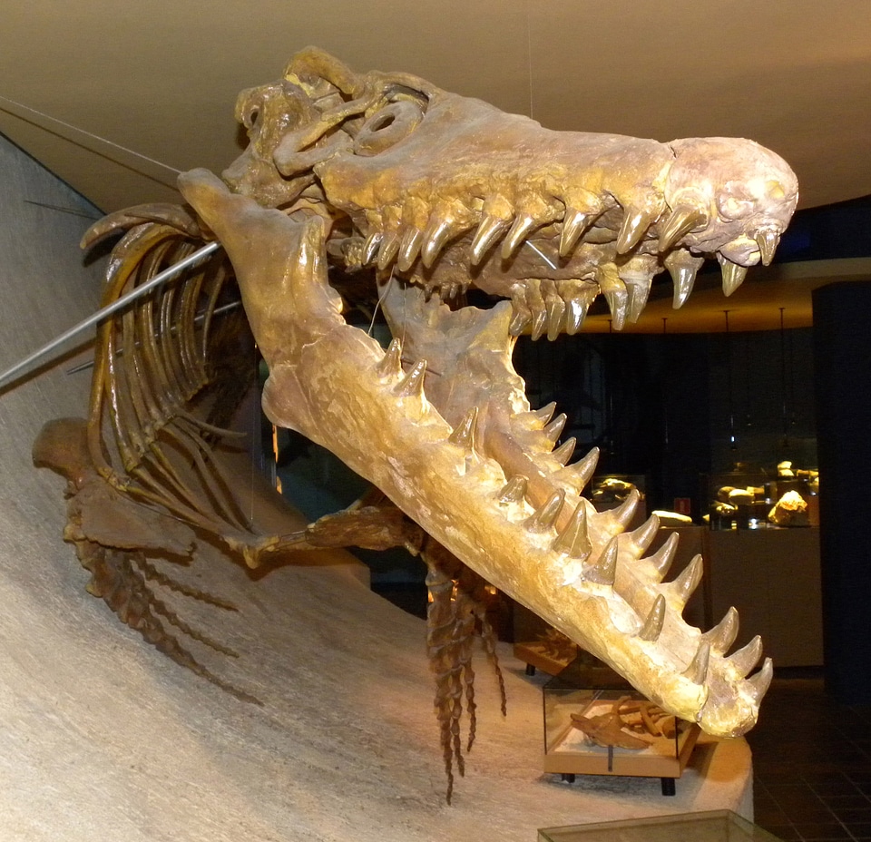 Mosasaur skeleton from the Cretaceous