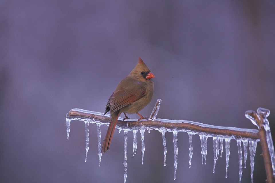 Frozen branch ice winter