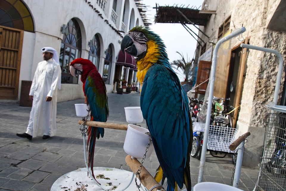 Parrots and birds on the streets in Doha, Qatar