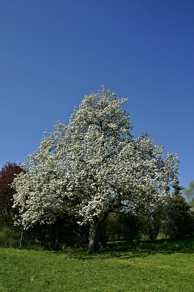 Nature meadow orchard