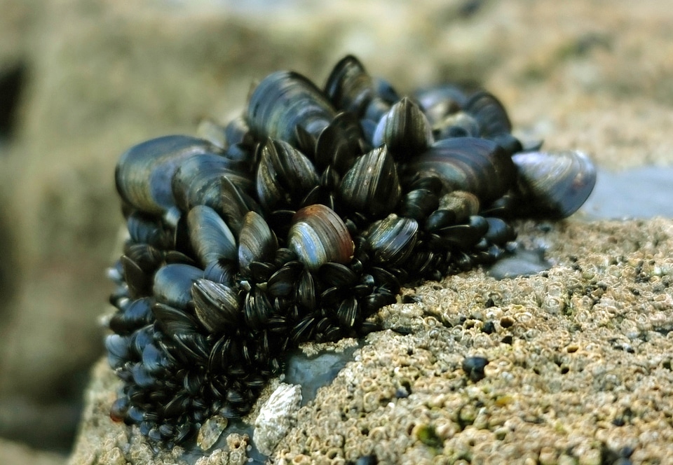 Blue Mussel - Mytilus edulis