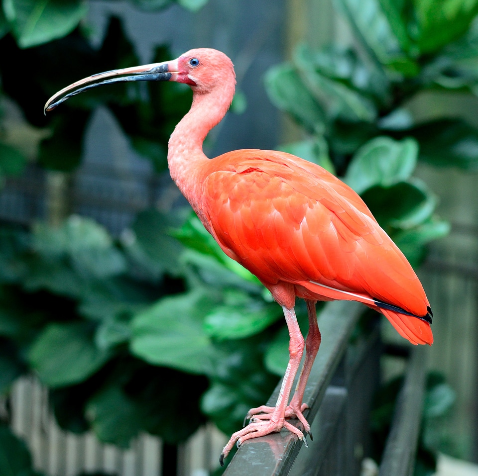 Feather wildlife beak