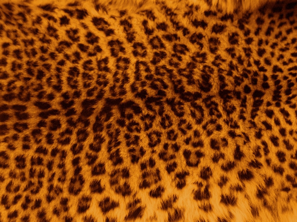 Pattern print cat photo