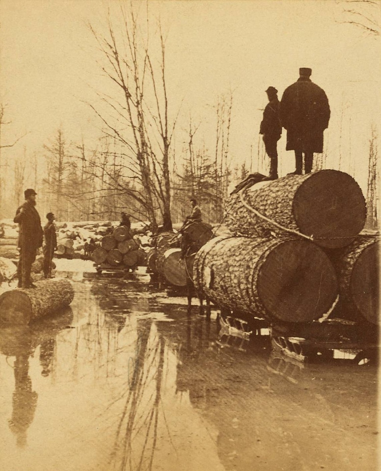 Lumbering Pines in the 1800s in Michigan