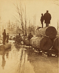 Lumbering Pines in the 1800s in Michigan photo