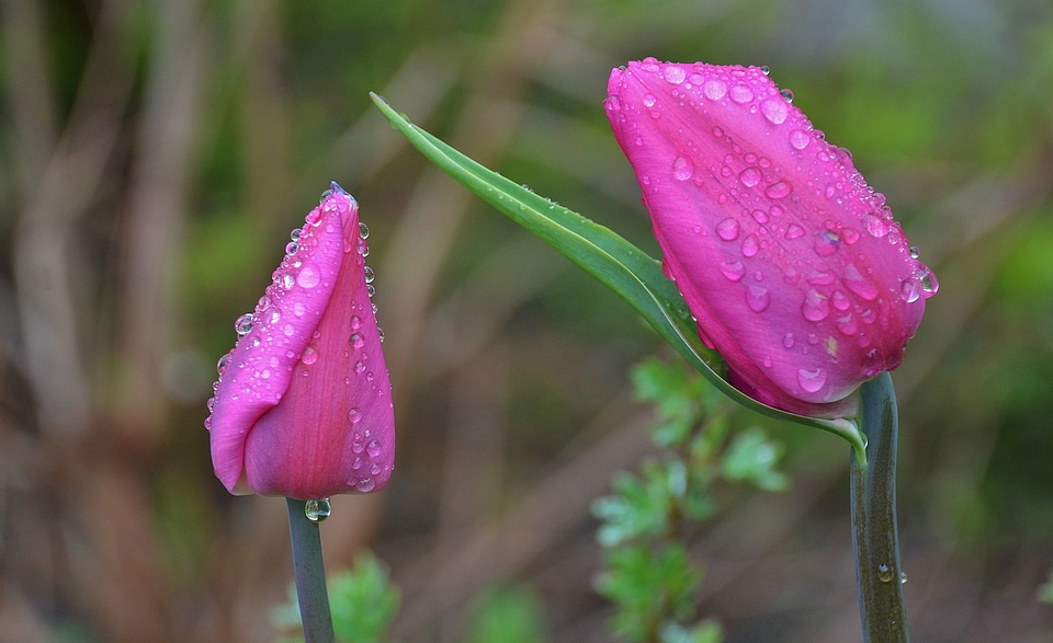 Nature flowers tulips