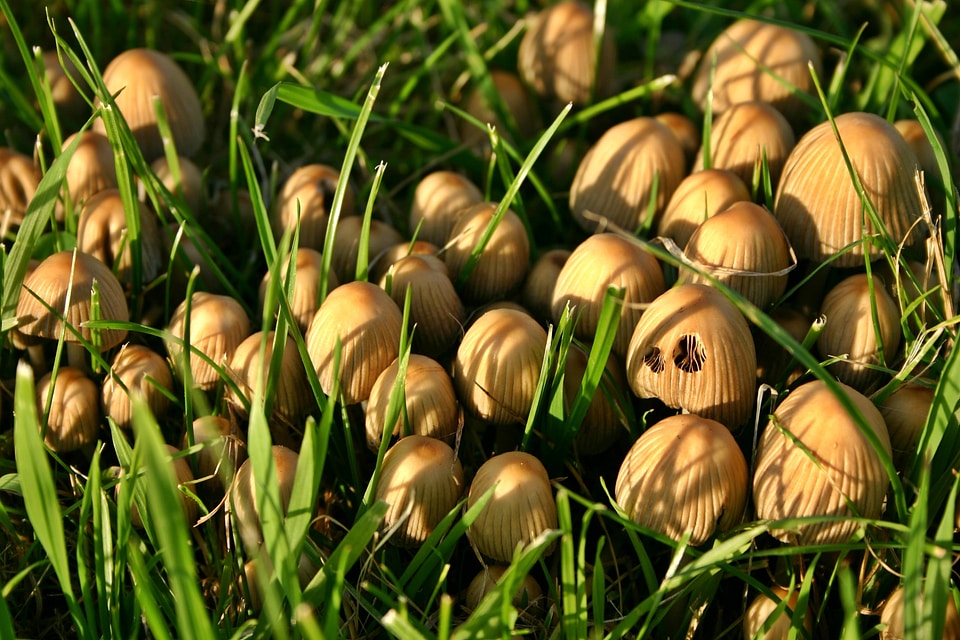 Autumn plant grass
