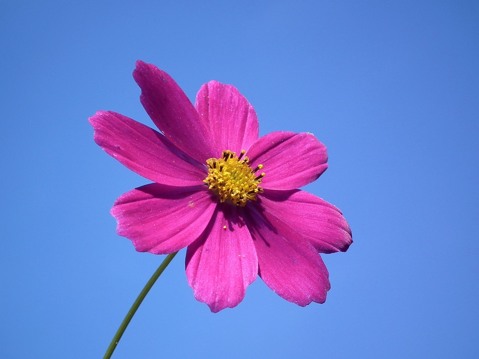 Summer flowers flowers blue sky