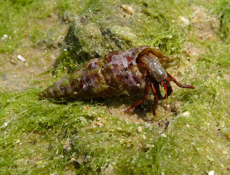 Clibanarius erythropus - A species of Hermit Crab