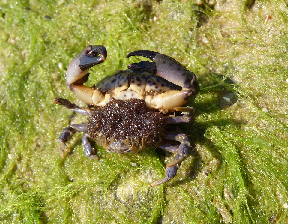 Xantho poressa with eggs
