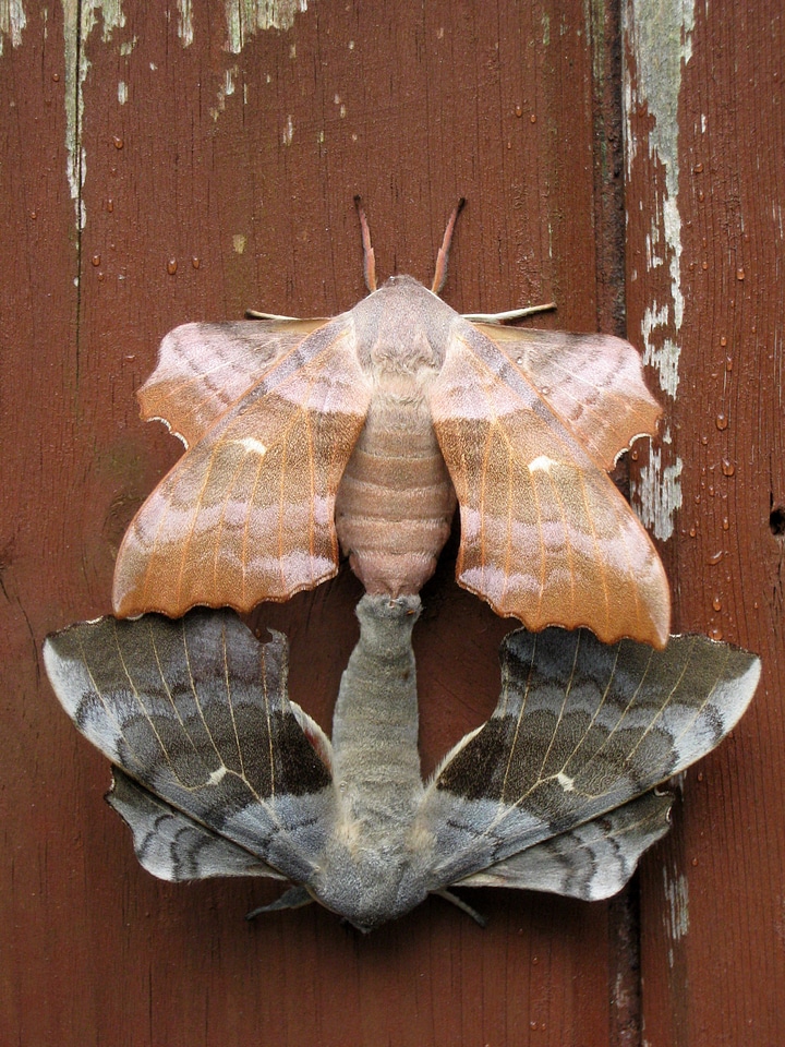 Mating Pair of Hawkmoths - Laothoe populi