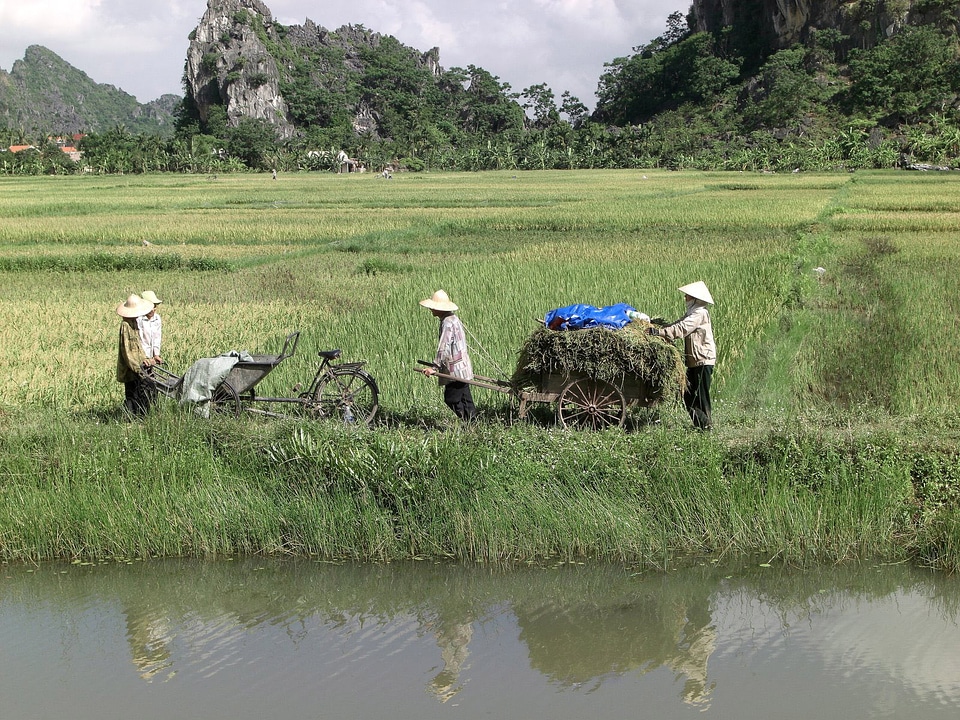 Farmers in Ninh Bình Province in Vietnam