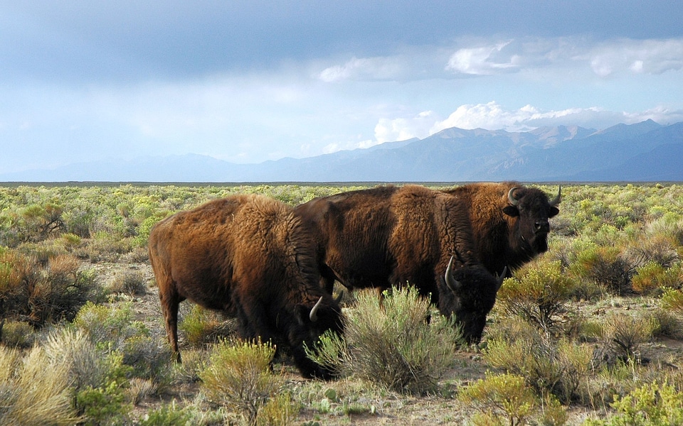 Mammals grasslands grasses