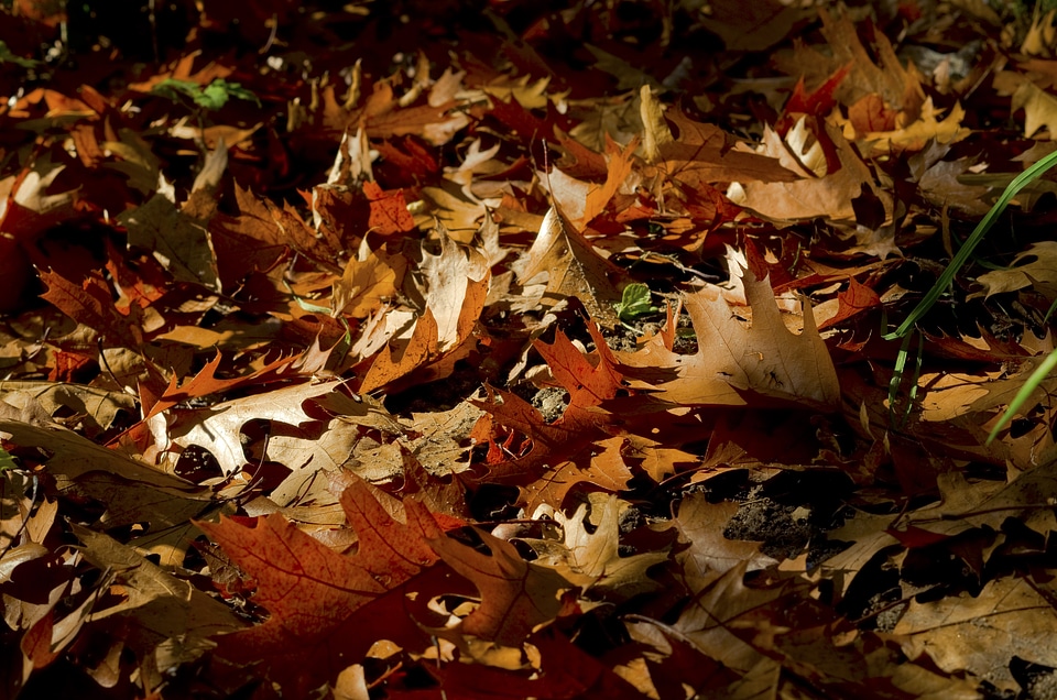 Leaves away spitz oak leaves