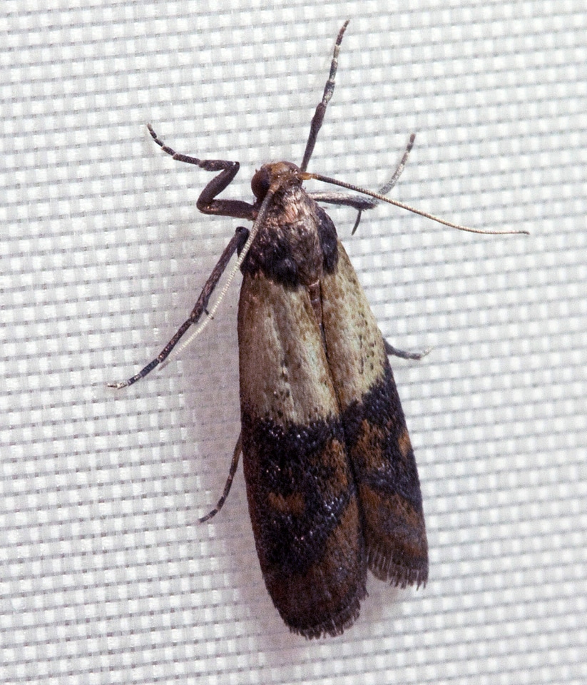 Indian mealmoth - Plodia interpunctella