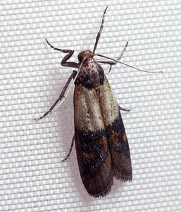 Indian mealmoth - Plodia interpunctella
