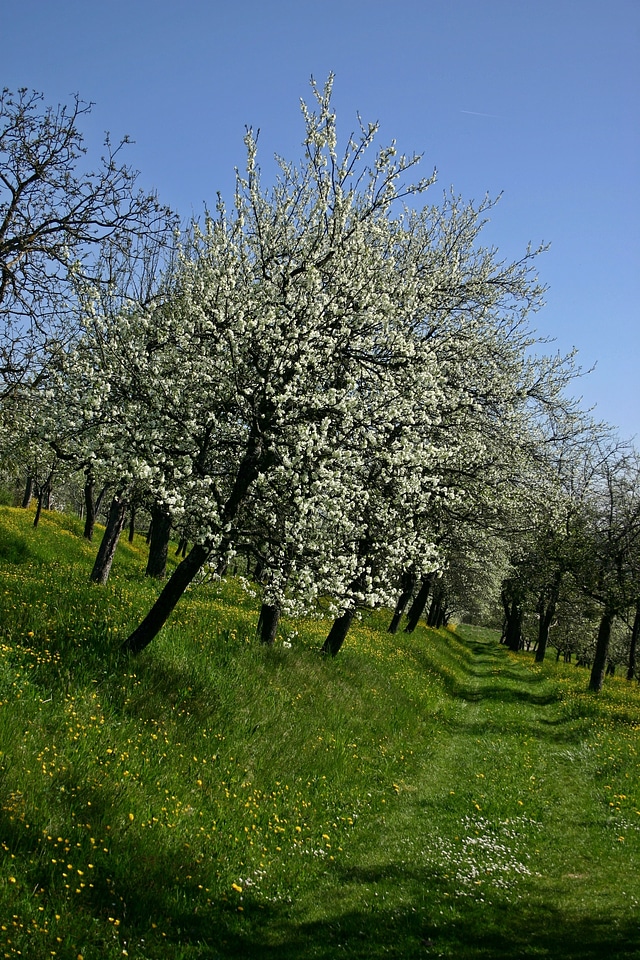 Bloom bloom white
