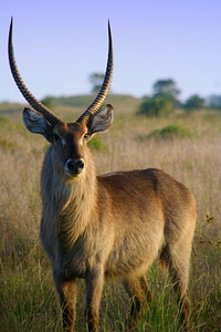 Beautiful Impala Antelope in the wild photo