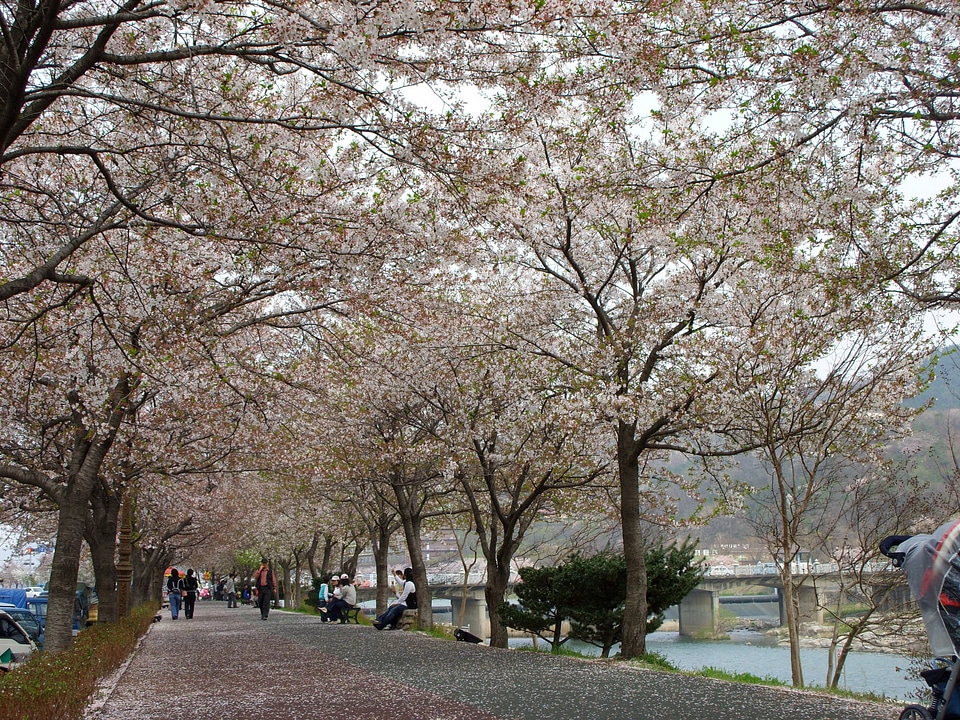 Yocheon River in spring in Namwon, South Korea