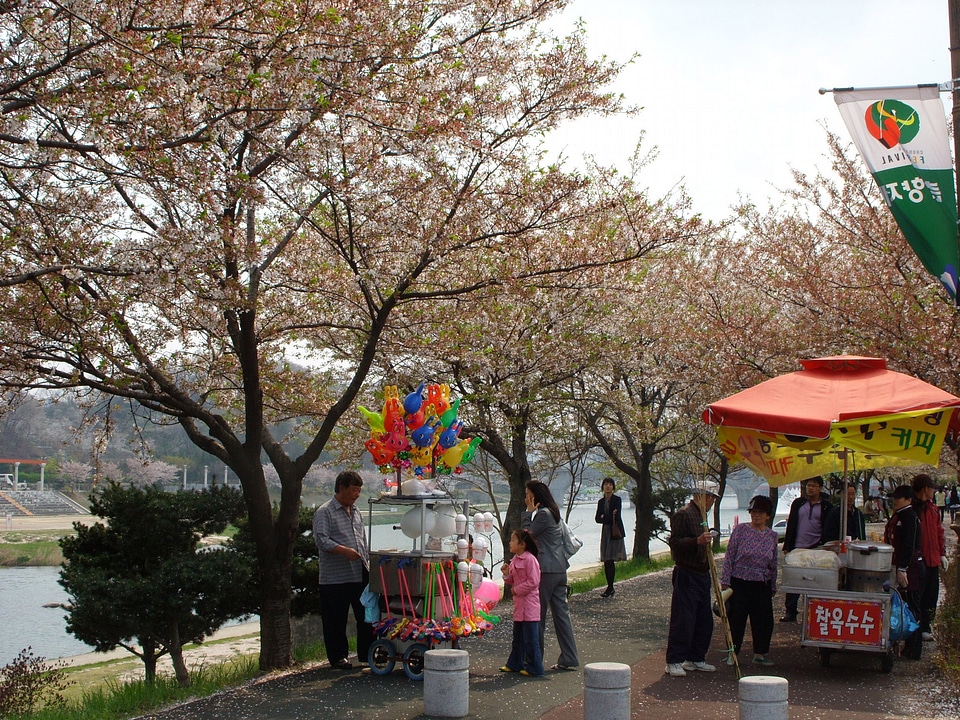 Yocheon River in spring with trees and flowers in Namwon, South Korea