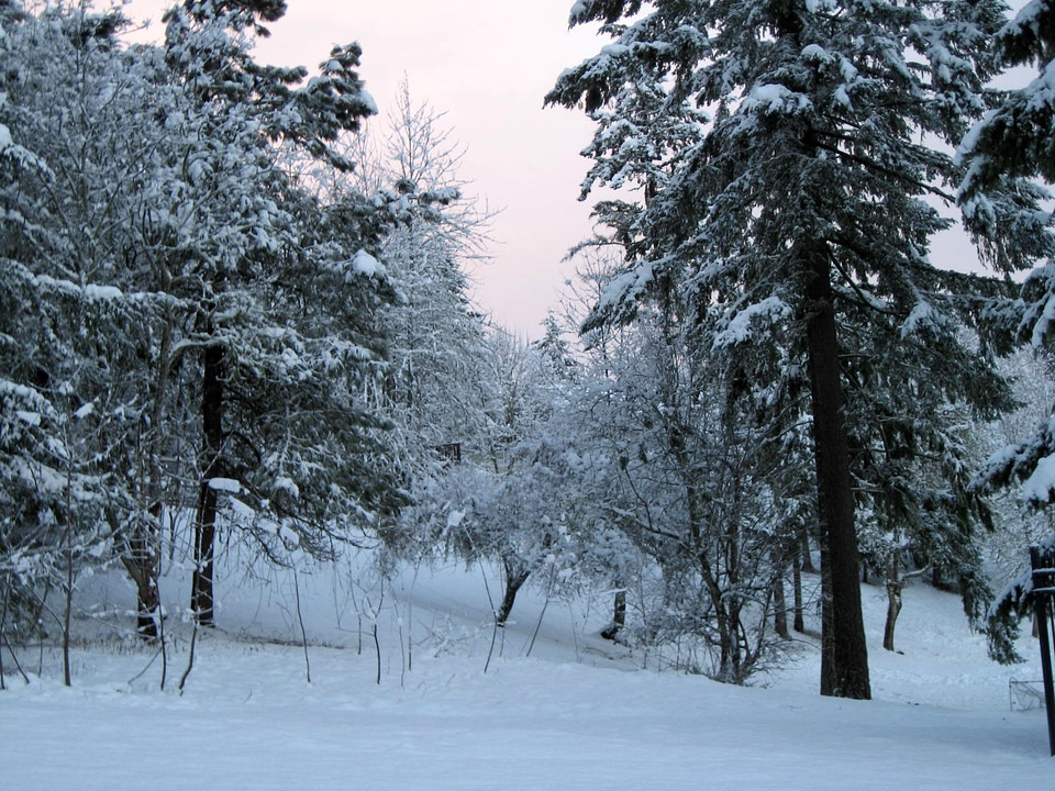 Pine Trees with snow in the winter in Eugene, Oregon photo