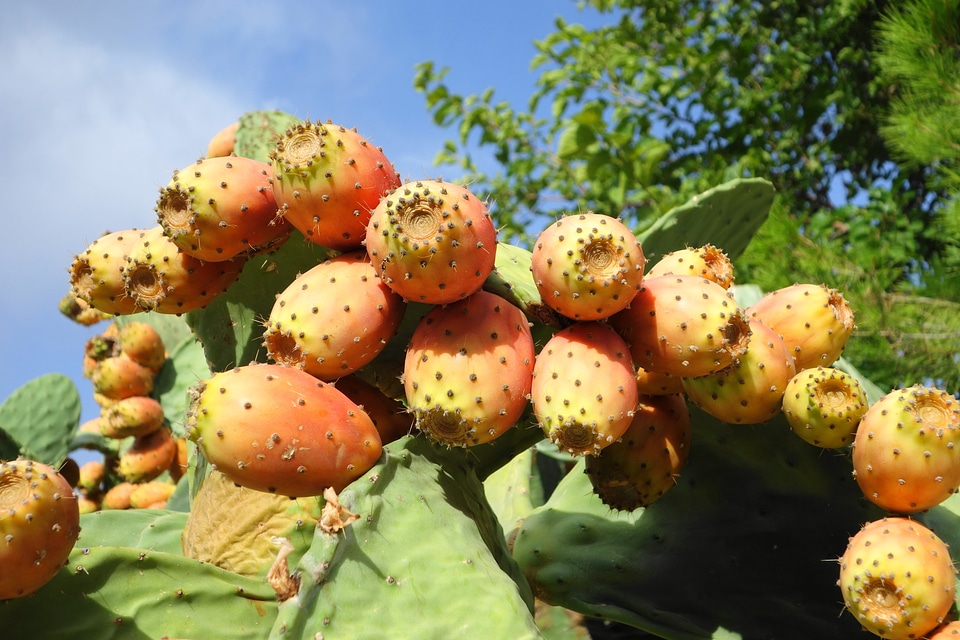 Vegetables fig food