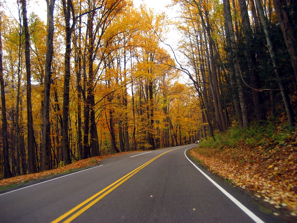 Autumn roadway between the trees in Great Smoky Mountains National Park, Tennessee