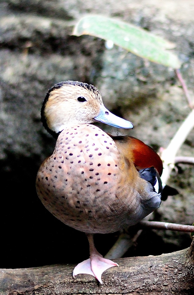 Bird fly wings