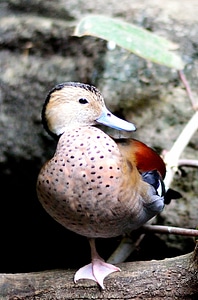 Bird fly wings photo