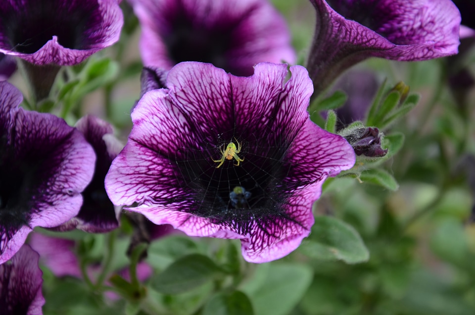 Petunia plant spin