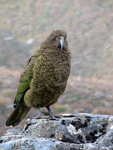Kea Mountain Parrot - Nestor notabilis photo