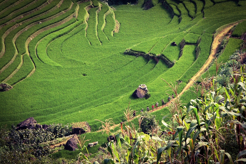 Terrace and farms in Vietnam