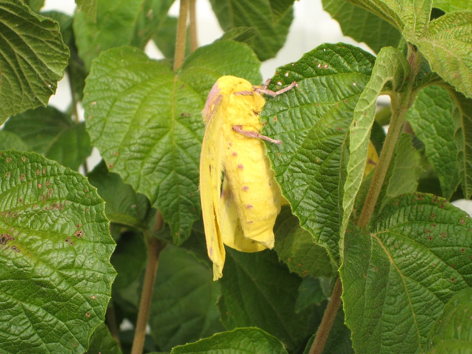 Yellow Imperial Moth on a tree - Eacles imperialis