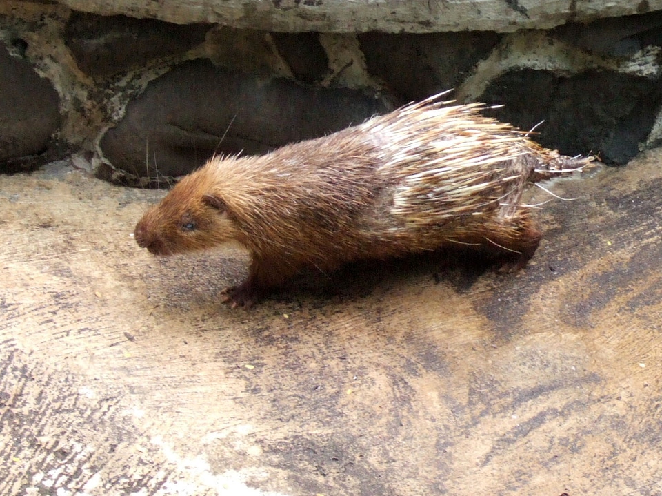 Sunda Porcupine -- Hystrix javanica
