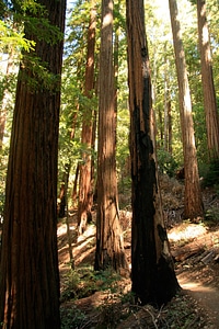 California path natural photo