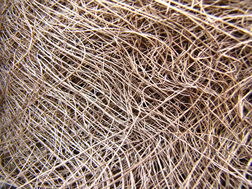Palm nature straw
