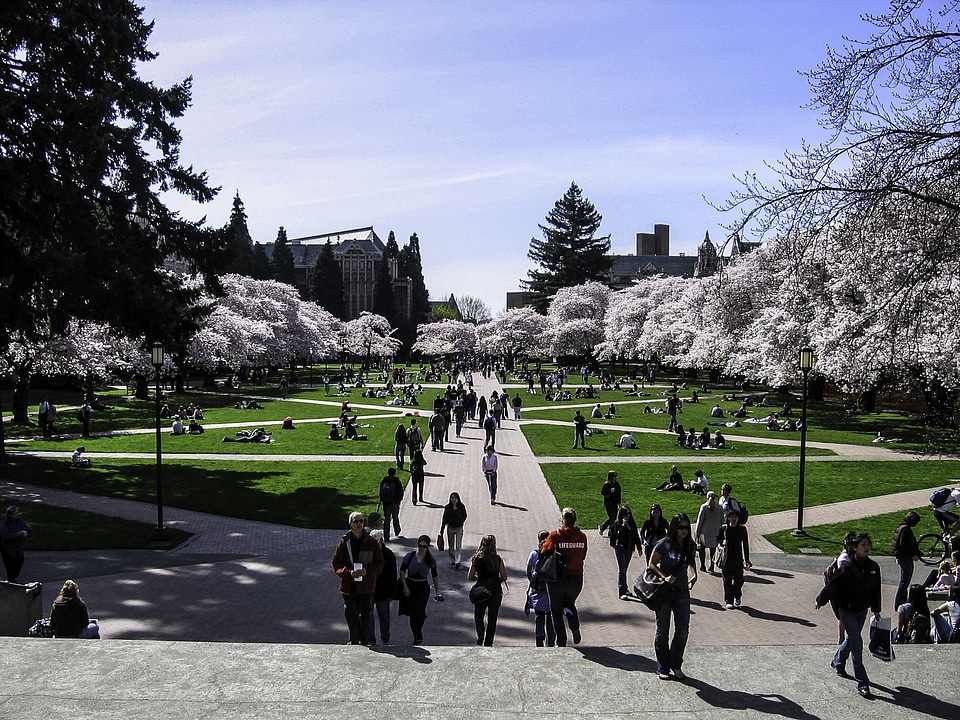 University of Washington Quad in spring in Seattle