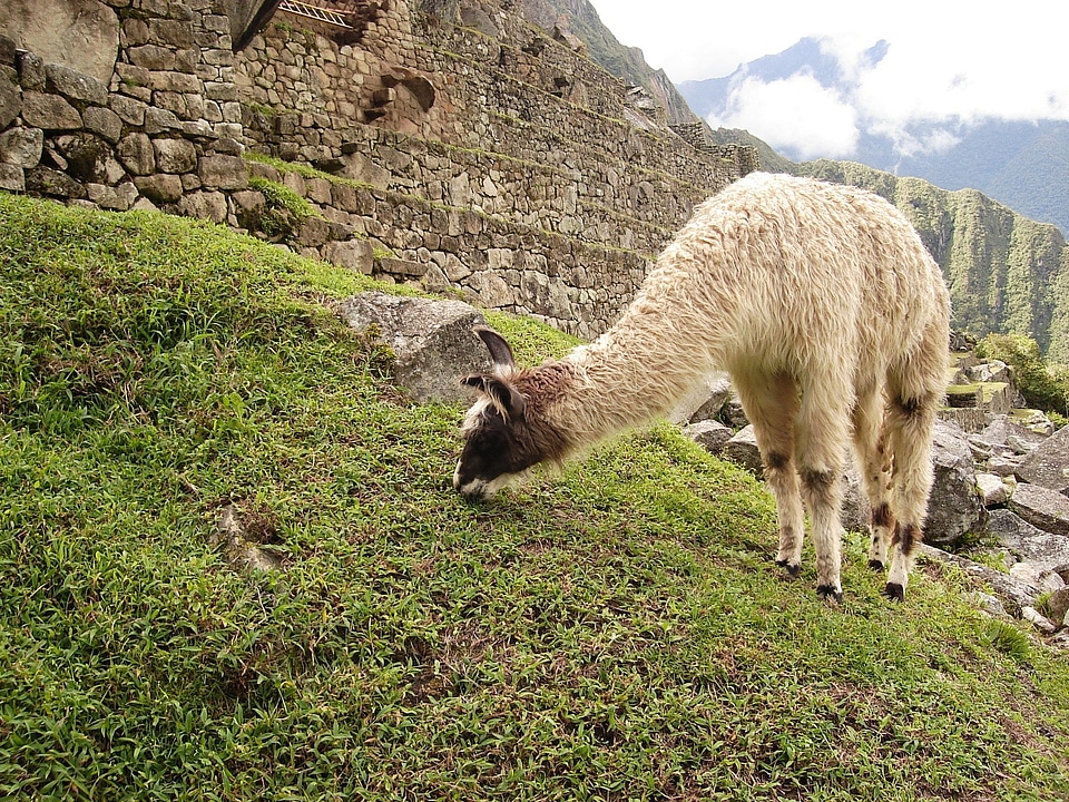 Llama Feeding on the Grass at Machu Picchu, Peru