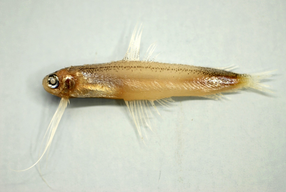 Antenna Codlet - Bregmaceros atlanticus