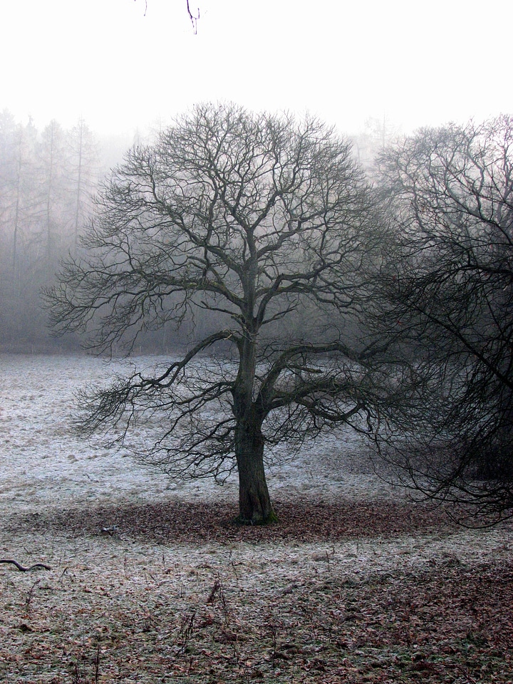 Fog atmosphere autumn