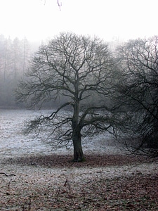Fog atmosphere autumn