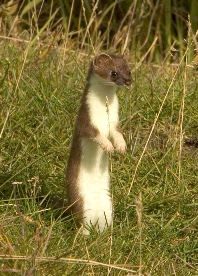 Stoat standing up - Mustela erminea