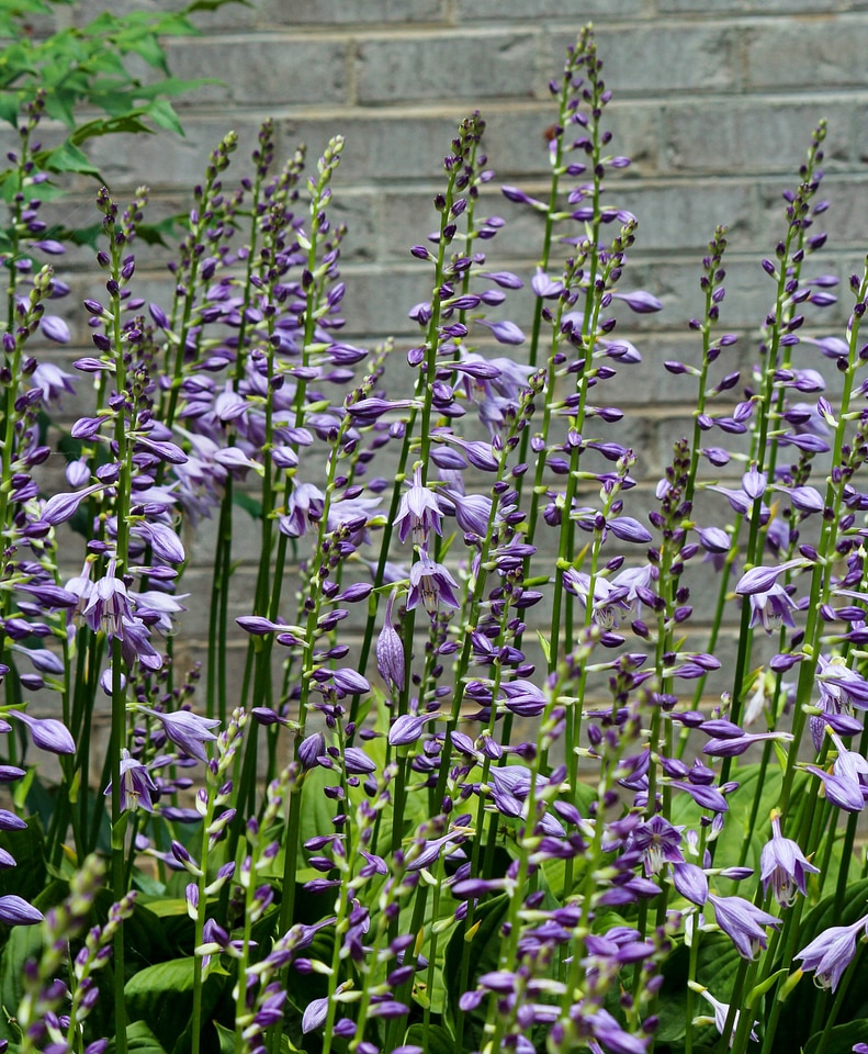 Flower spikes perennial flowers