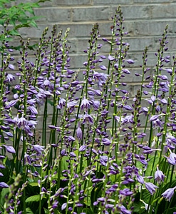 Flower spikes perennial flowers